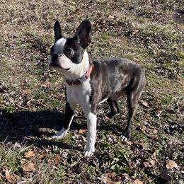 Kodiak - Seal brindle and white male Boston Terrier puppy in Purdy, Missouri from Shotgun Pups