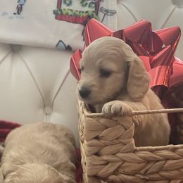 Dancer - Cream Dachshund puppy in Midland, Michigan from Holiday Dachshunds