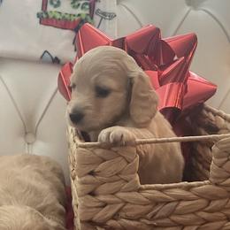 Dancer - Cream Dachshund puppy in Midland, Michigan from Holiday Dachshunds