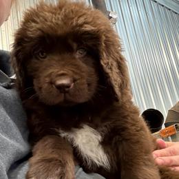 Cleo - Brown female Newfoundland puppy in Goodhue, Minnesota from Claypits Newfoundlands