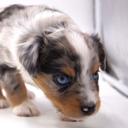 Toy Blue Merle Male - Blue merle male Toy Australian Shepherd puppy in Hamilton, Montana from Bitterroot Toy Aussies