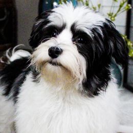 Cavalier King Charles Spaniels, Cavapoos, and Havanese from Grayfinn House