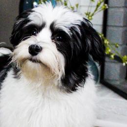 Cavalier King Charles Spaniels, Cavapoos, and Havanese from Grayfinn House