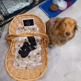 Australian Shepherd Puppies from S & E Delightful Aussies