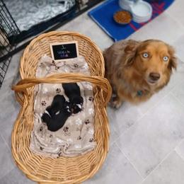 Australian Shepherd Puppies from S & E Delightful Aussies