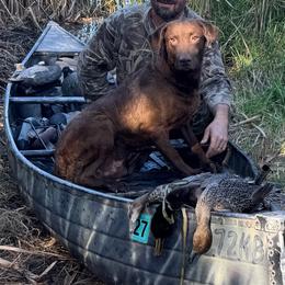Beau - Chesapeake Bay Retriever