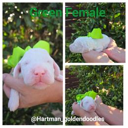 Green - Parti female Goldendoodle puppy in Upland, California from Hartman Goldendoodles