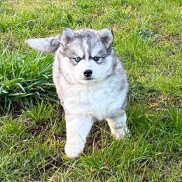 Cream - Agouti and white female Siberian Husky puppy in Sherwood, Oregon from Whiskey River Siberians