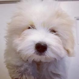 Coton de Tulear Puppies from Classy Cotons