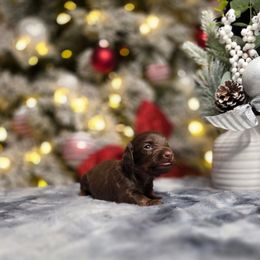 Lyric - Chocolate and tan female Dachshund puppy in Indianapolis, Indiana from Homegrown Hoosier Kennels