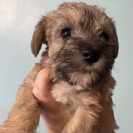 Schnoodles from Sea Side Schnoodles