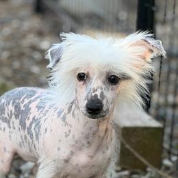 White girl - White female Chinese Crested puppy in Capac, Michigan from Puddles Palace Puppies