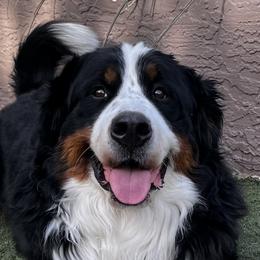 Bernese Mountain Dogs from Copper Star Bernese Mountain Dogs