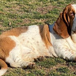 Huey - Basset Hound