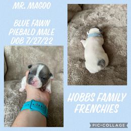French Bulldog Puppies from Hobbs Family Frenchies
