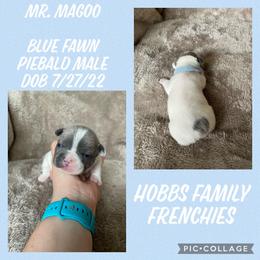 French Bulldog Puppies from Hobbs Family Frenchies
