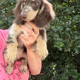 Pico - Dapple male Dachshund puppy in Call, Texas from Dachshund D’Amore