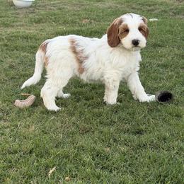 Pollack - Red male Australian Labradoodle puppy in Cave Creek, Arizona from Welcome Home Doodles