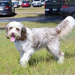 PHOEBE - Aussiedoodle