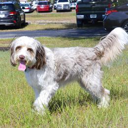 PHOEBE - Aussiedoodle