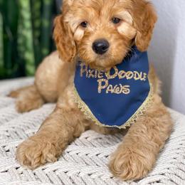Australian Labradoodle Puppies from Pixie Doodle Paws