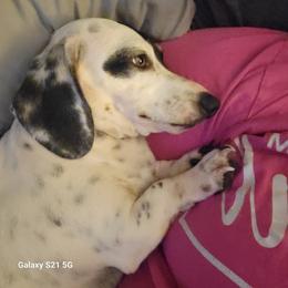 Dachshund Puppies from Weenies on the Lake