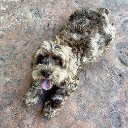 Galena - Cockapoo