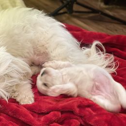 Shih Tzu Puppies from Twilight Shih Tzu