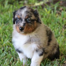 Australian Shepherds from MRT Aussies
