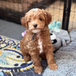 Cilantro - Red  male Goldendoodle puppy in Wharton, Texas from Little Fur Friends