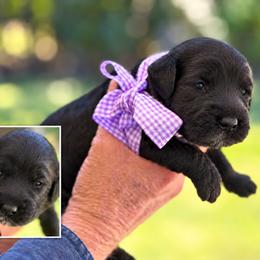 Miss Lavender Collar - Black female Australian Labradoodle puppy in Wake Forest, North Carolina from Lucky Country Labradoodles