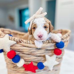 Peppermint Pattie - Red female Bernedoodle puppy in Sulphur, Louisiana from Curly Q’s Of Carlyss