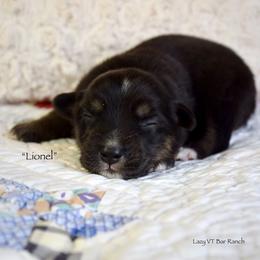 Lionel - Black tri male Miniature Australian Shepherd puppy in Evant, Texas from Lazy VT Bar Ranch