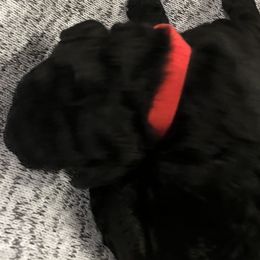 Winston - Australian Labradoodle puppy in Upper Marlboro, Maryland from Oodles of Doodles