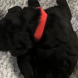 Winston - Australian Labradoodle puppy in Upper Marlboro, Maryland from Oodles of Doodles