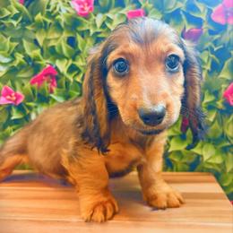 Zion 3200 - Red male Dachshund puppy in Sylvania, Alabama from Yancey’s Doxies