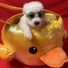 Ozzy - Blue collar - White male Bichon Frise puppy in 63101 (St. Louis Metro Area), Missouri from BichonSTL