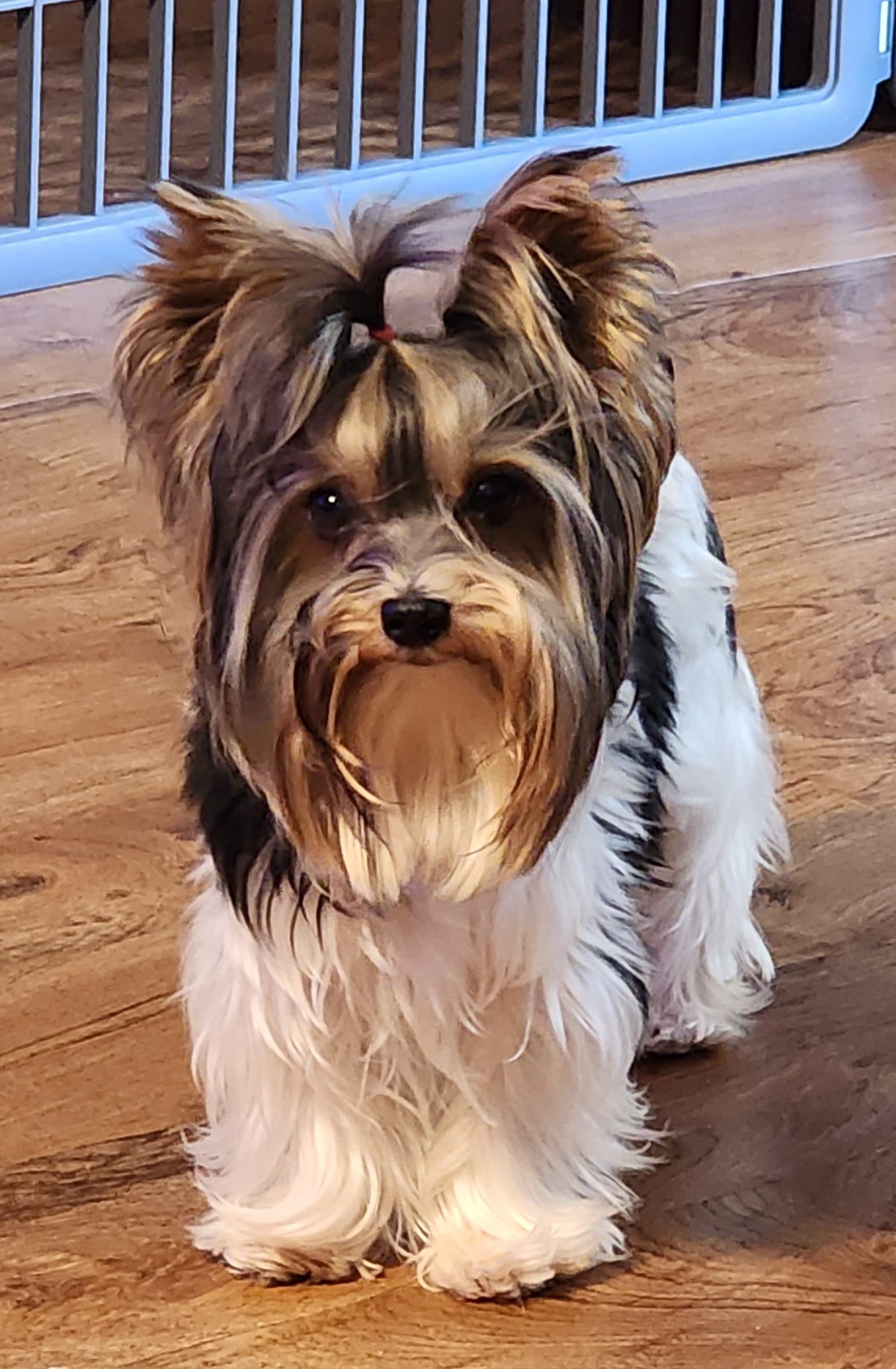 Rambo - Biewer Terrier