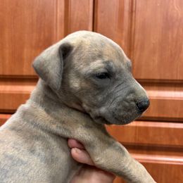 Brindle - Blue brindle female Great Dane puppy in Florida from Beachside Kennels