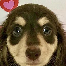 Dachshunds from Ooh La La Doxies