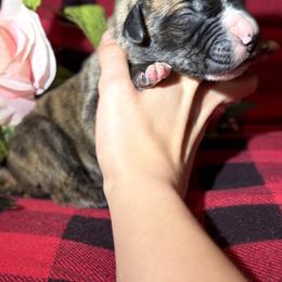 Zazu - Brindle male Great Dane puppy in Scottsburg, Virginia from Virginia Great Danes