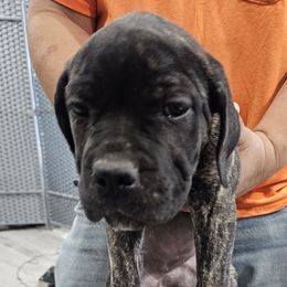 Hot Pink Collar Girl - AKC and ICCF - VxH - Black brindle female Cane Corso puppy in Gorman, Texas from McOmber Country Kennels