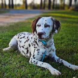 Padme - Dalmatian