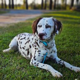 Padme - Dalmatian