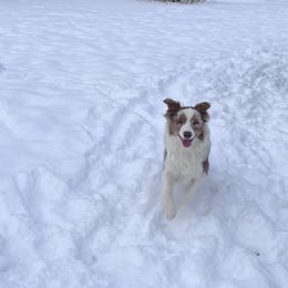 Australian Shepherd Puppies from Discovery Hill Australian Shepherds