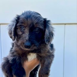 Luna moth - Blue merle female Aussiedoodle puppy in Taylors, South Carolina from Aspen Mountain Doodles LLC