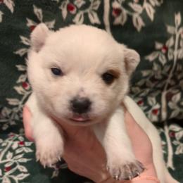 Porter - Red speckled female Australian Cattle Dog puppy in Mena, Arkansas from Red Desert Australian Cattle Dogs