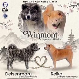 Japanese Akitainu puppies from Winmont Akitas