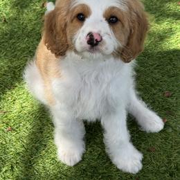 Bernedoodle and Cavapoo Puppies from Apricot Roots Doodles