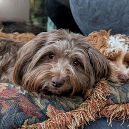 Havanese puppies from Sweet Confections Havanese